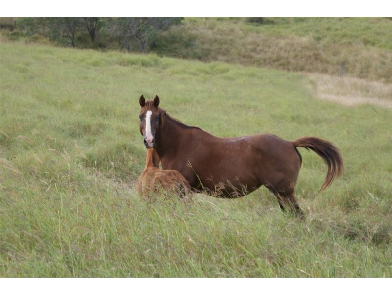 Morganville QLD 4671