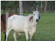 Taunton QLD 4674
