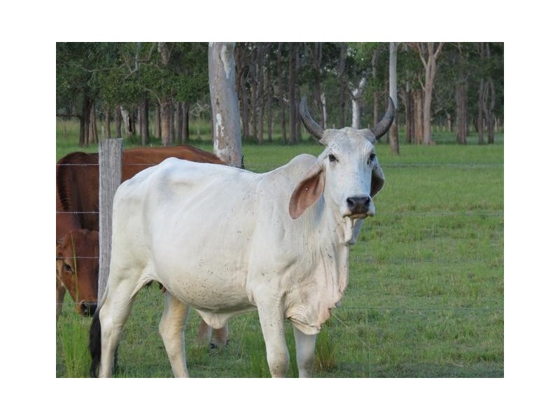 Taunton QLD 4674