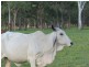Taunton QLD 4674