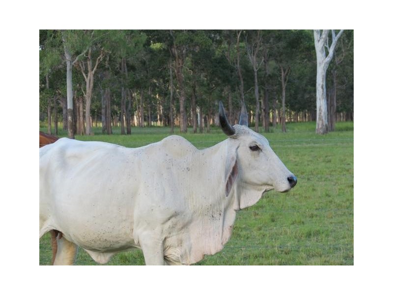 Taunton QLD 4674