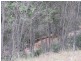 110 Seeds Road, Mount Maria QLD 4674