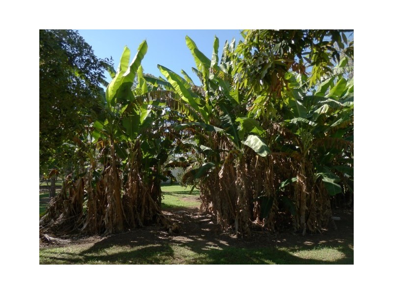 565 Mungomery Road, Takura QLD 4655