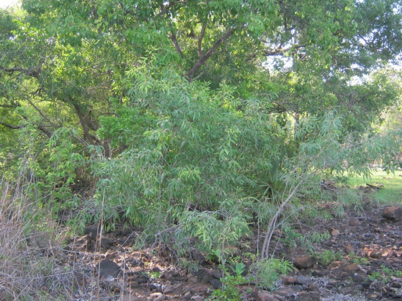 18 (Lot 01267) Echidna Road, Lake Bennett NT 0822