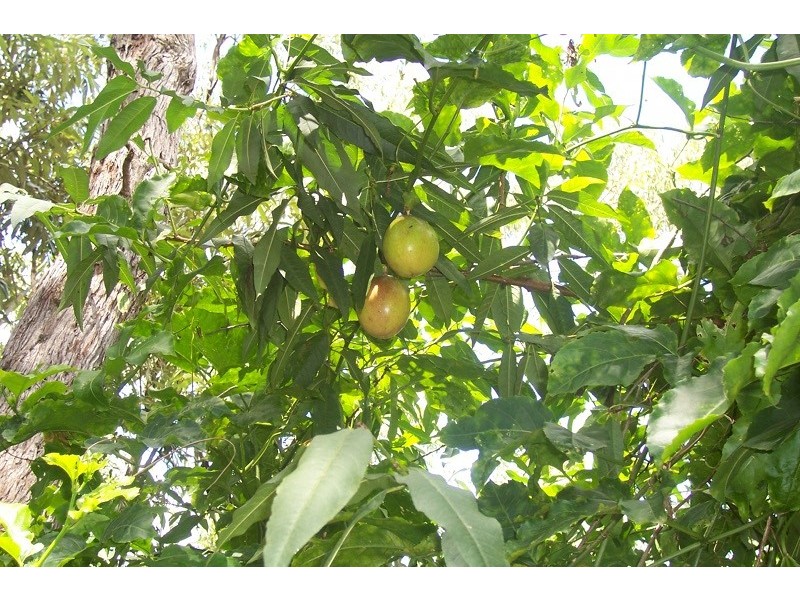 32 Scriven Street, Mount Crosby QLD 4306