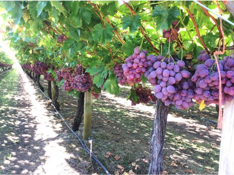 74-75 Hackett Road, Harvey WA 6220