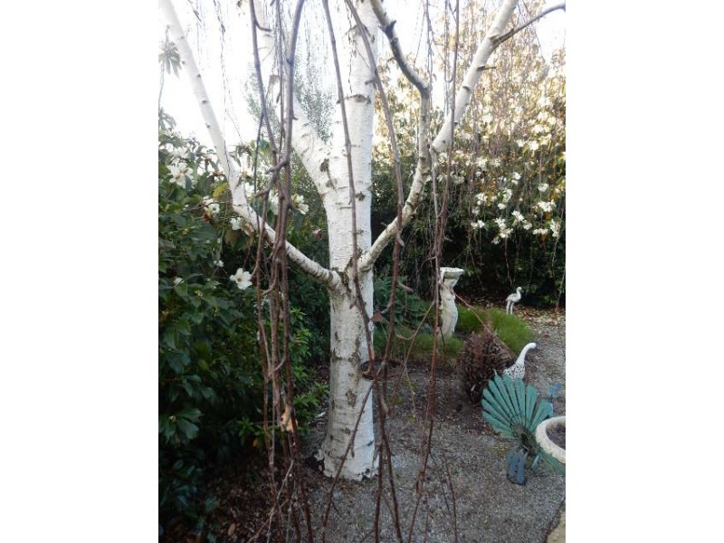 6 Heathfield Rise, Box Hill North VIC 3129