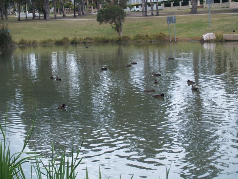 24 Larapinta Circuit, Parkinson QLD 4115