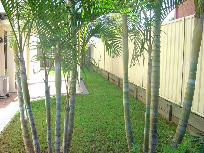 7 Cavallaro Street, Robertson QLD 4109
