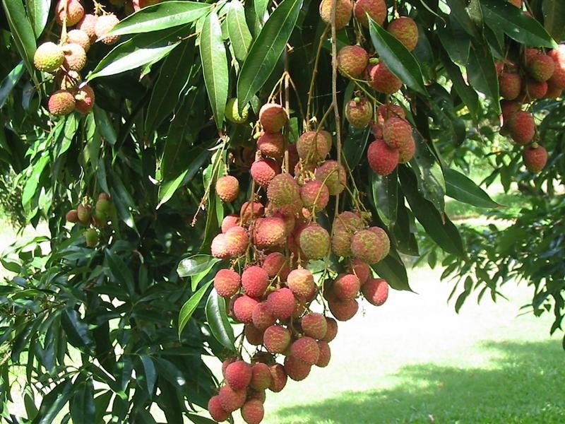 31 Balgal Beach Road, Balgal Beach QLD 4816