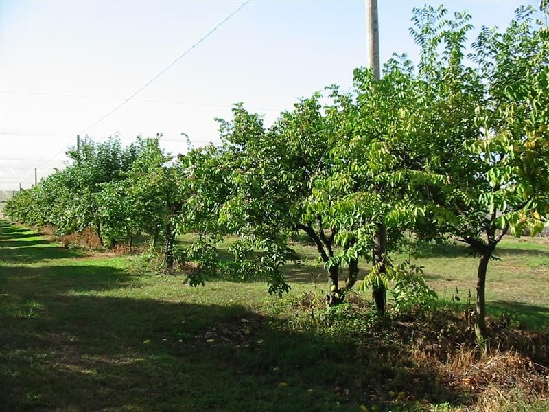 31 Balgal Beach Road, Balgal Beach QLD 4816