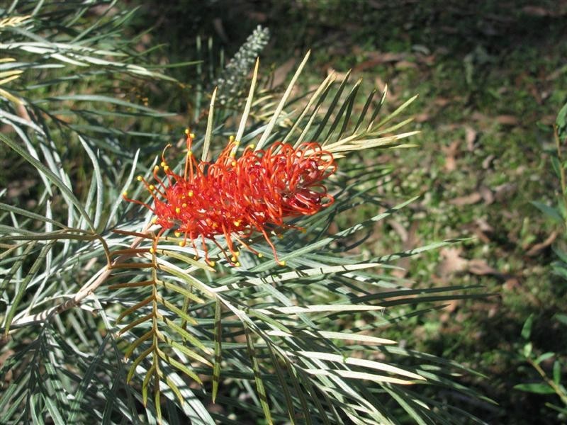 5 Romsey Court, Alice River QLD 4817