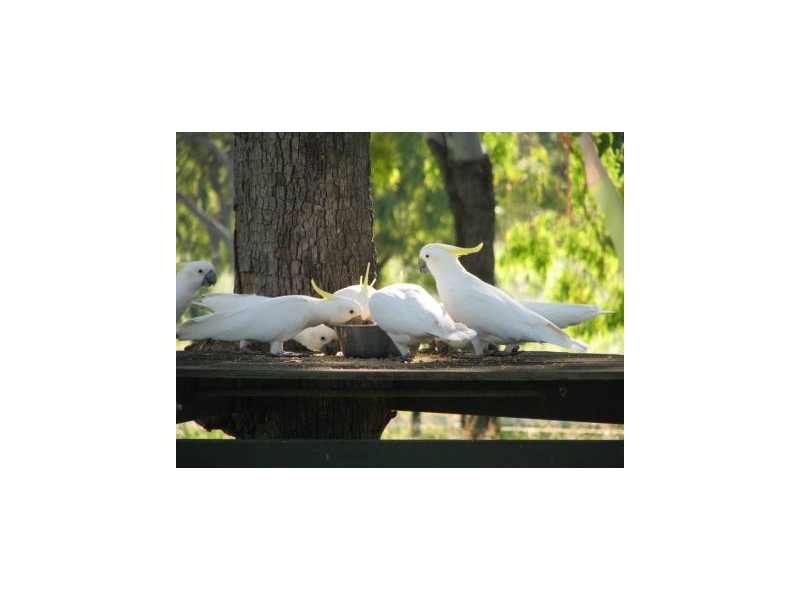 Lot 6 91 Paul James Drive, Nome QLD 4816