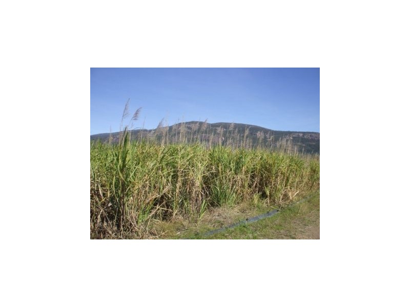 205 Sarri Road, Mount Surround QLD 4809