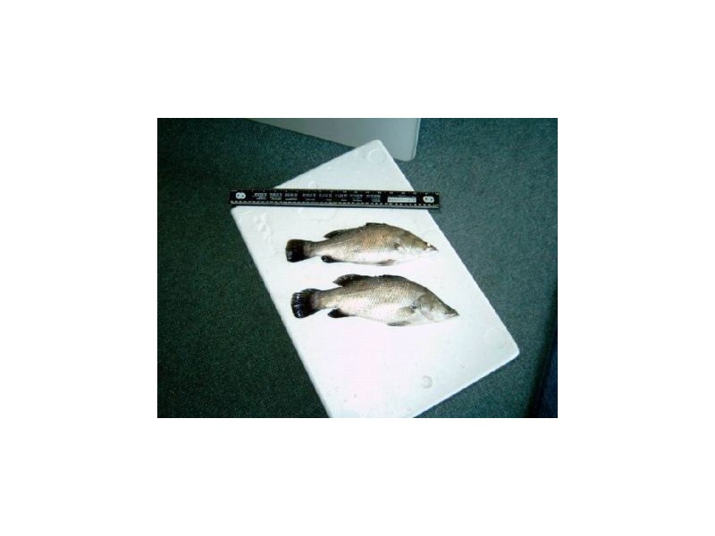 325 Crocodile Creek Road, Cape Cleveland QLD 4810