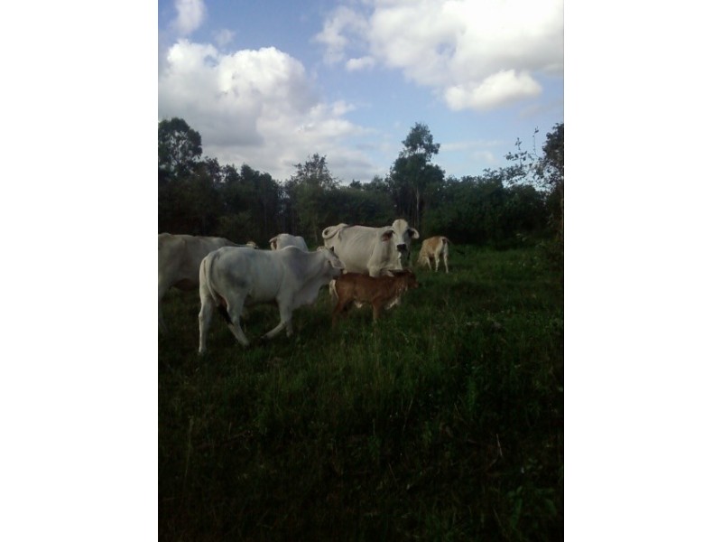 122 Webb Road, Majors Creek QLD 4816