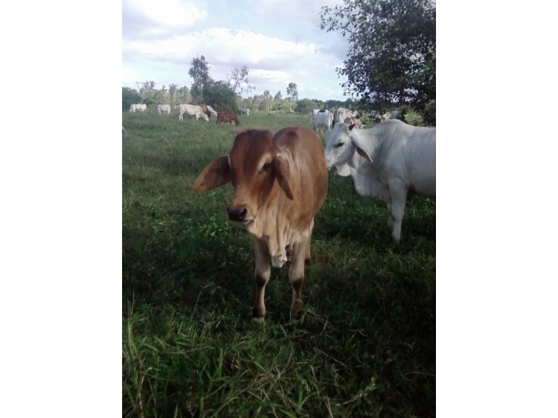 122 Webb Road, Majors Creek QLD 4816