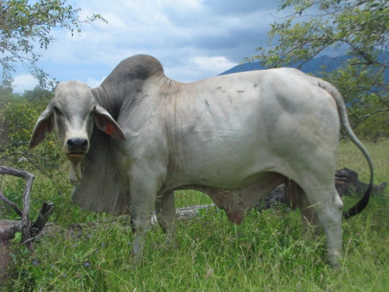 122 Webb Road, Majors Creek QLD 4816