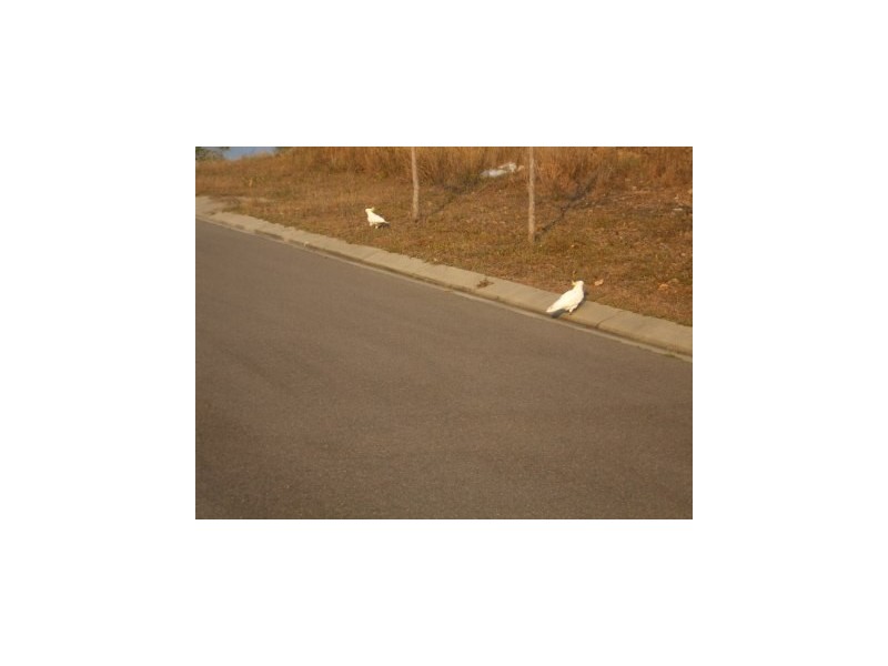 4 Bray Court, Bushland Beach QLD 4818