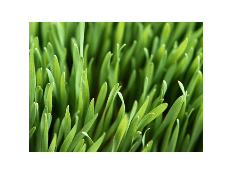 21 and 22 Gonis Crescent, Carrum Downs VIC 3201