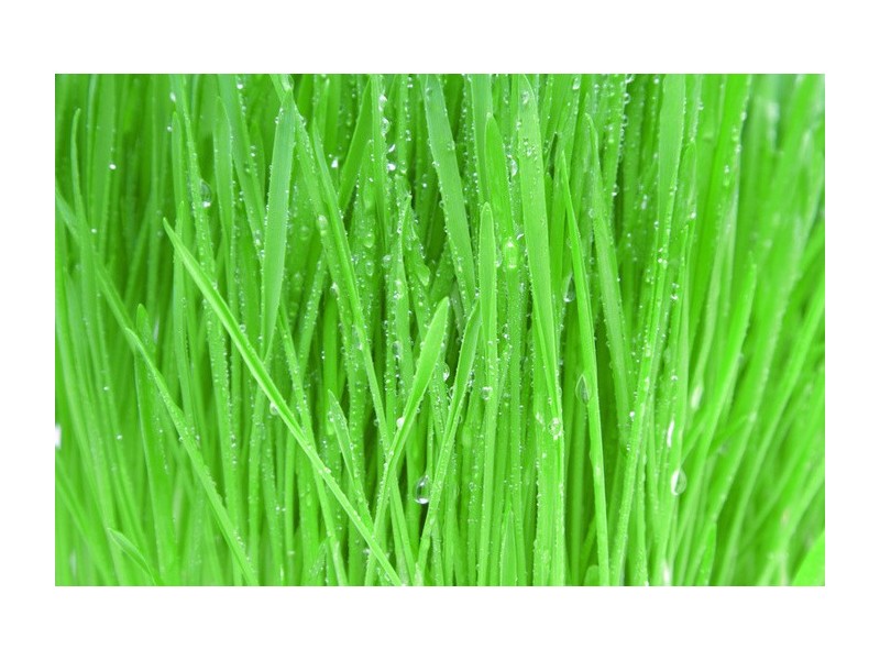 Lot 1227 Jardine Court, Sandhurst VIC 3977