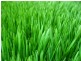 Frankston South VIC 3199