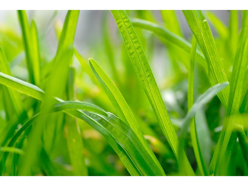 Lot 30 St Anthony Court, Carrum Downs VIC 3201