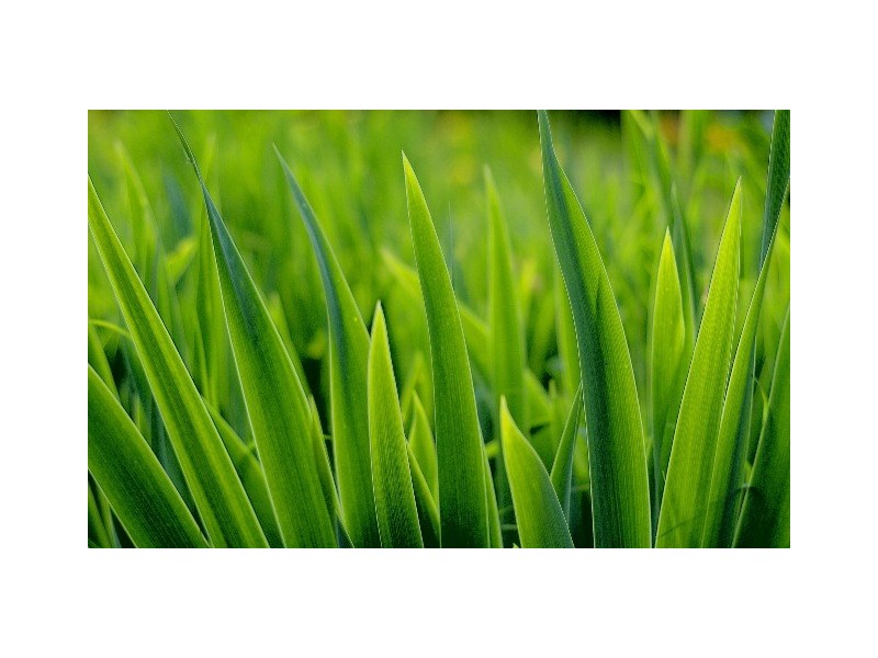 64 Ardent Crescent, Cranbourne East VIC 3977