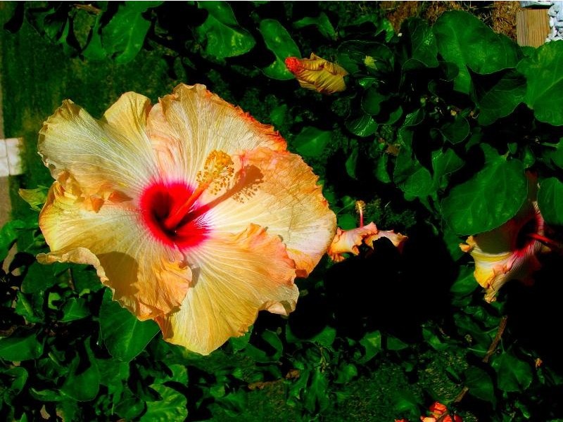 30 Kingsford Drive, Upper Coomera QLD 4209