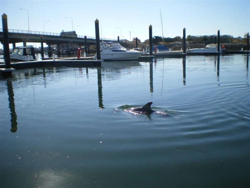 Villa 14 New Port, Port Adelaide SA 5015