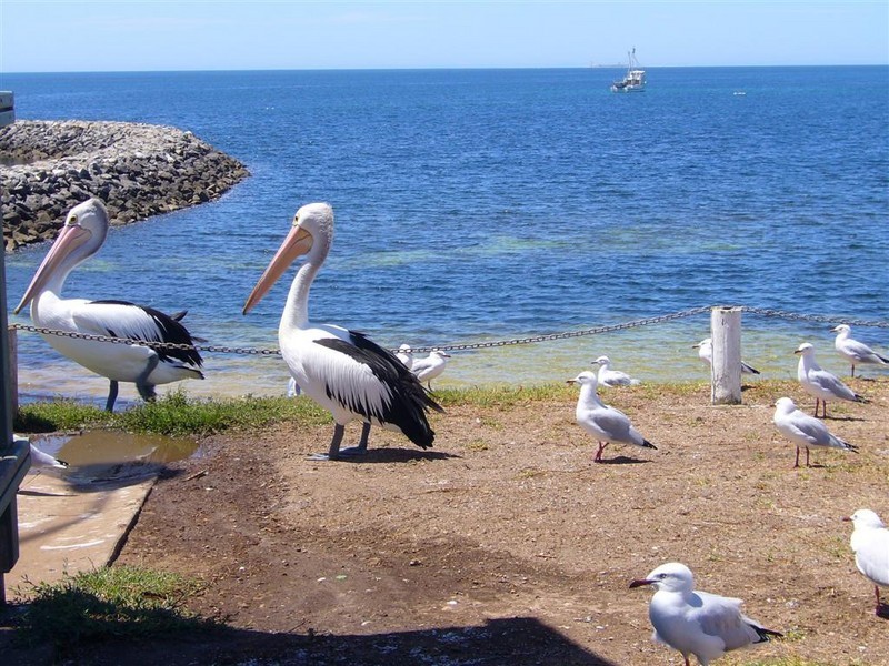 Lt312 Lt313,Lt 316 Dev Patterson Drive, Edithburgh SA 5583