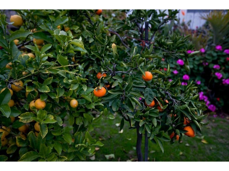 14 Ariel Street, Pennington SA 5013