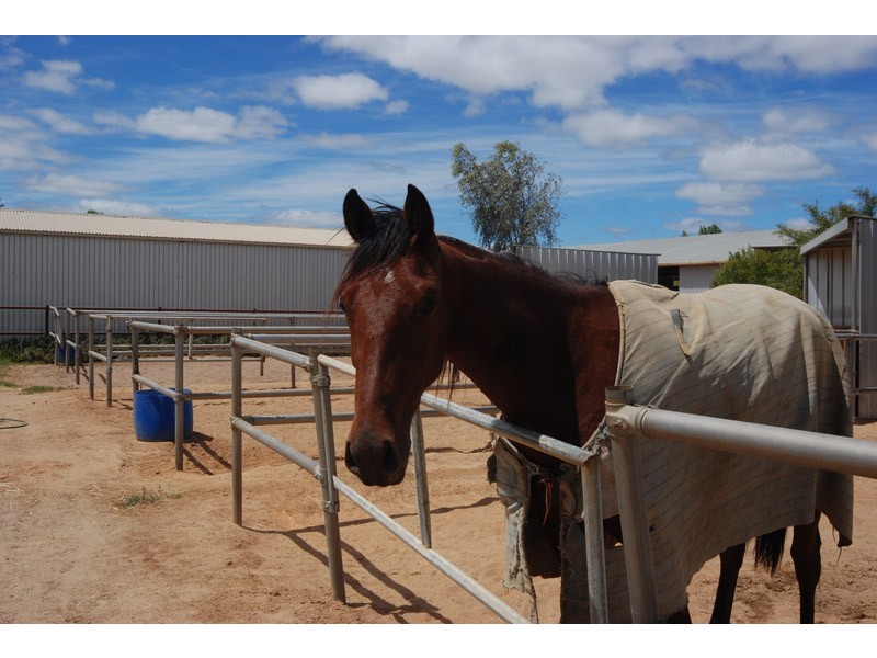 17 Trotters Drive, Globe Derby Park SA 5110