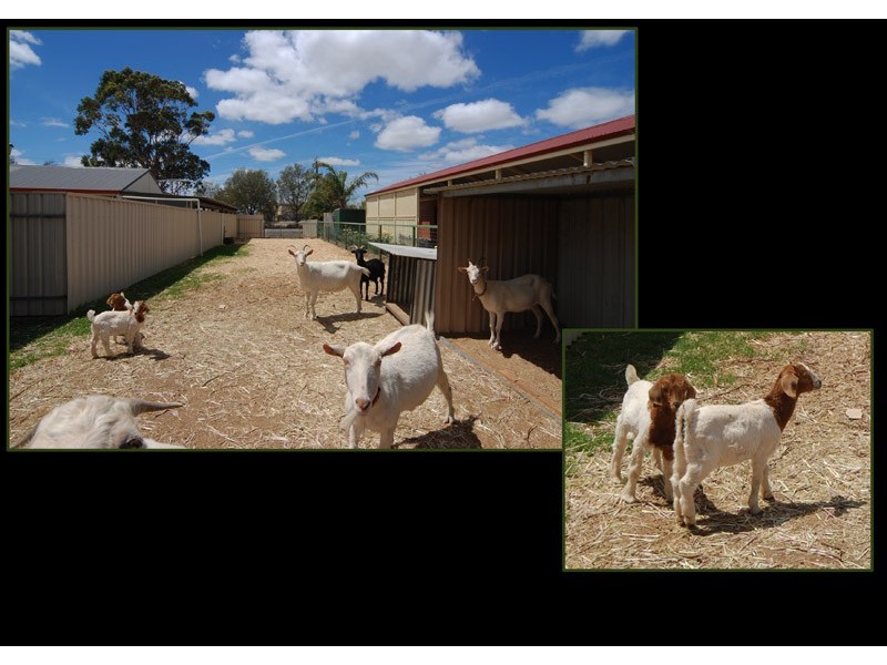 17 Trotters Drive, Globe Derby Park SA 5110