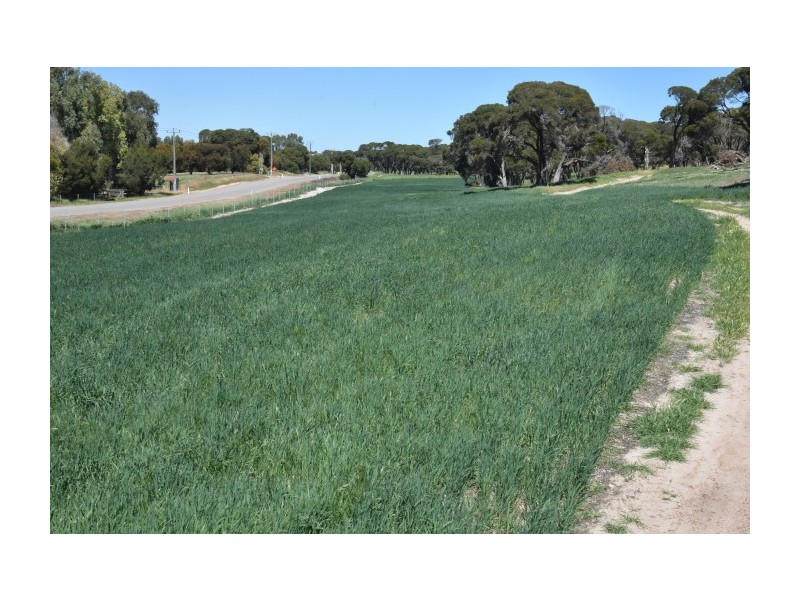 164 Springfield Drive, Springfield WA 6525