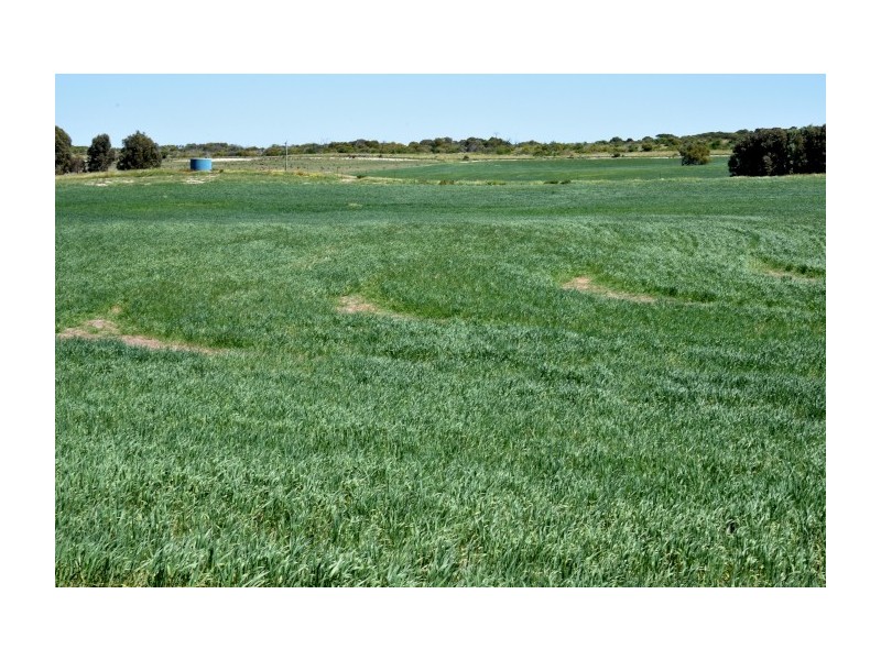 164 Springfield Drive, Springfield WA 6525