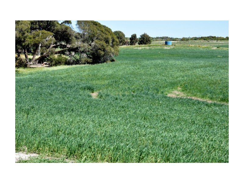 164 Springfield Drive, Springfield WA 6525