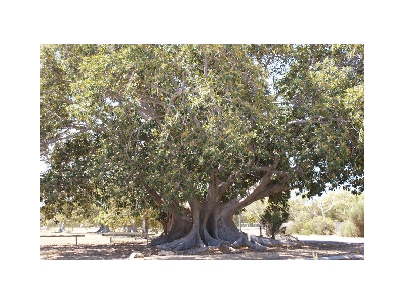 19 Walton Street, Dongara WA 6525