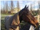 ‘The Barn’ Ebden Street, Carlsruhe VIC 3442