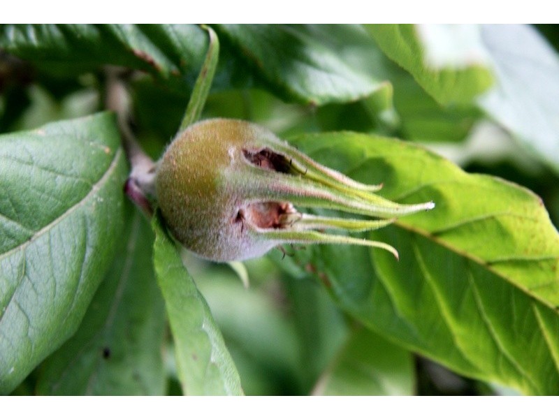 1362 ROMSEY ROAD, Woodend VIC 3442