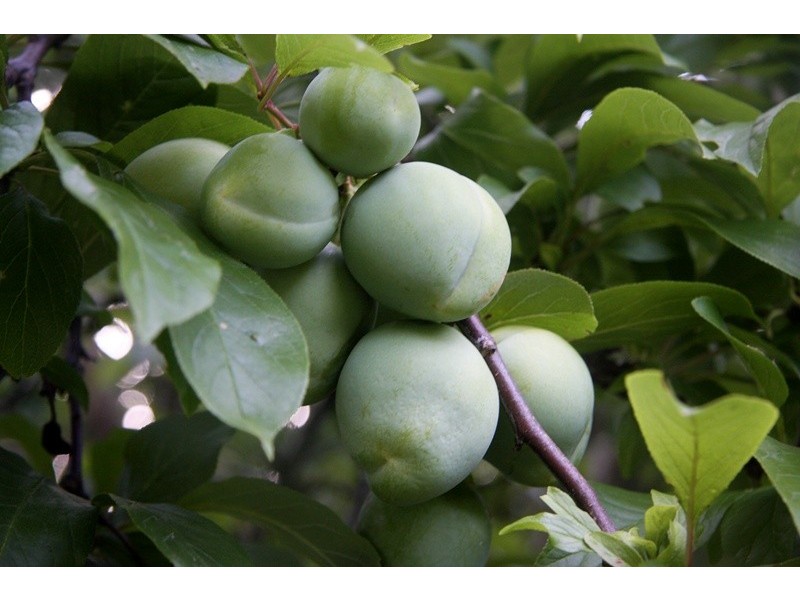 1362 ROMSEY ROAD, Woodend VIC 3442