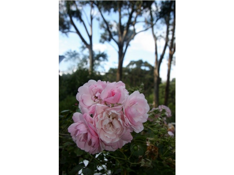 1362 ROMSEY ROAD, Woodend VIC 3442