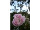 1362 Romsey Rd, Romsey VIC 3434