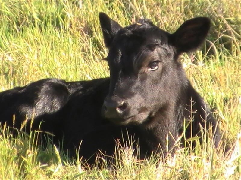 141 GARTH RD, Carlsruhe VIC 3442