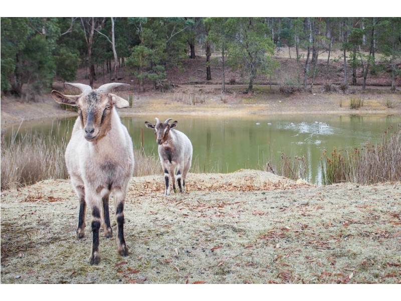 790 Black Range Road, Romsey VIC 3434