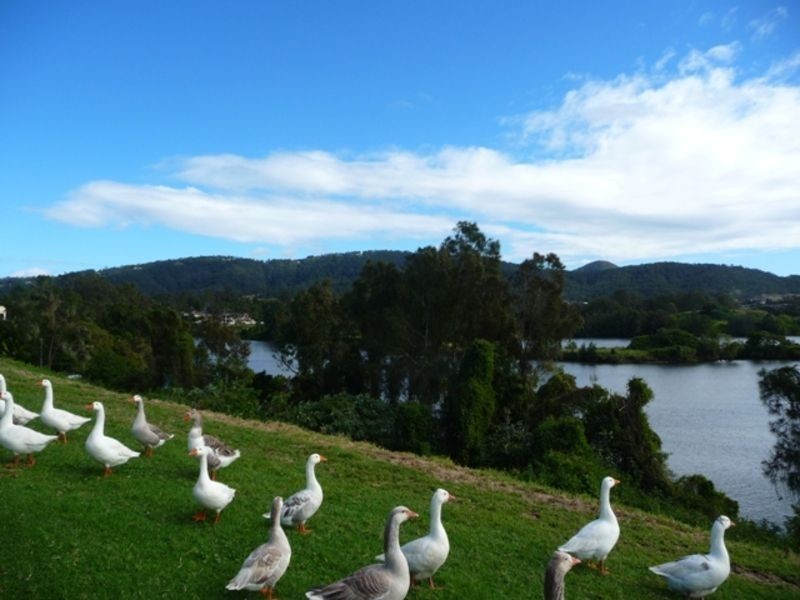 4 PADDY PLACE, Oxenford QLD 4210