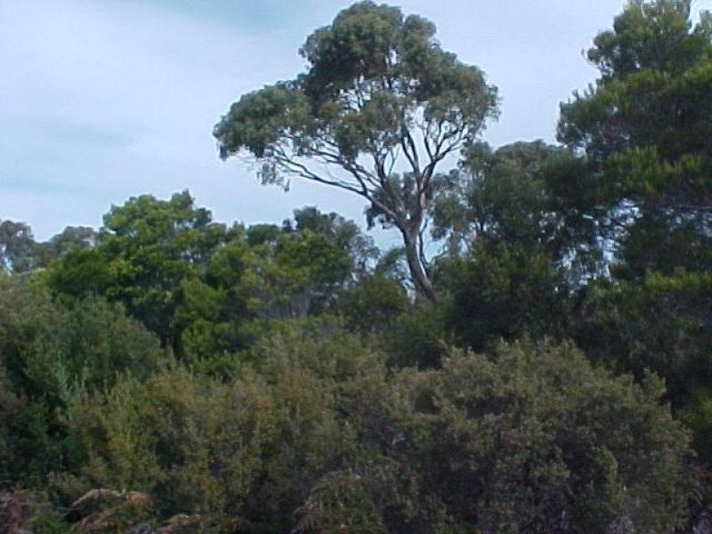 . Pot Boil Road, Lady Barron TAS 7255