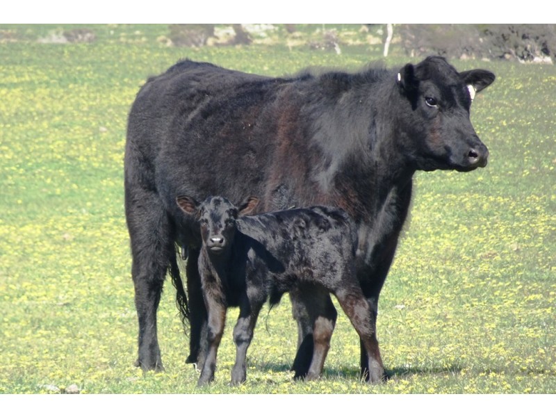 471 Homestead Road, Waterhouse TAS 7262