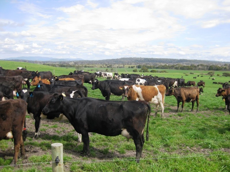 1691 Old Waterhouse Road, Waterhouse TAS 7262