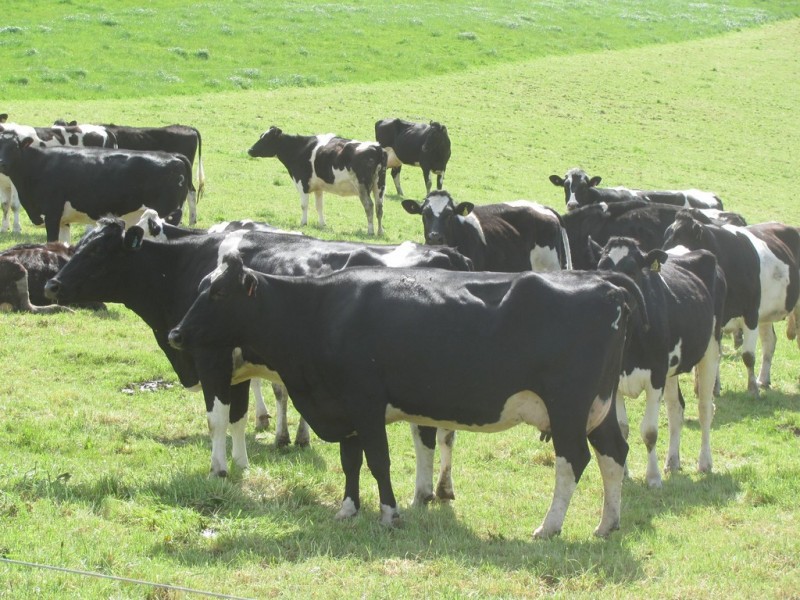 110 Willis Road, Lietinna TAS 7260